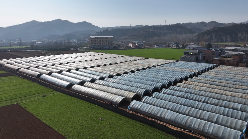 羊肚菌等菌种和种植大棚。贾元皓摄