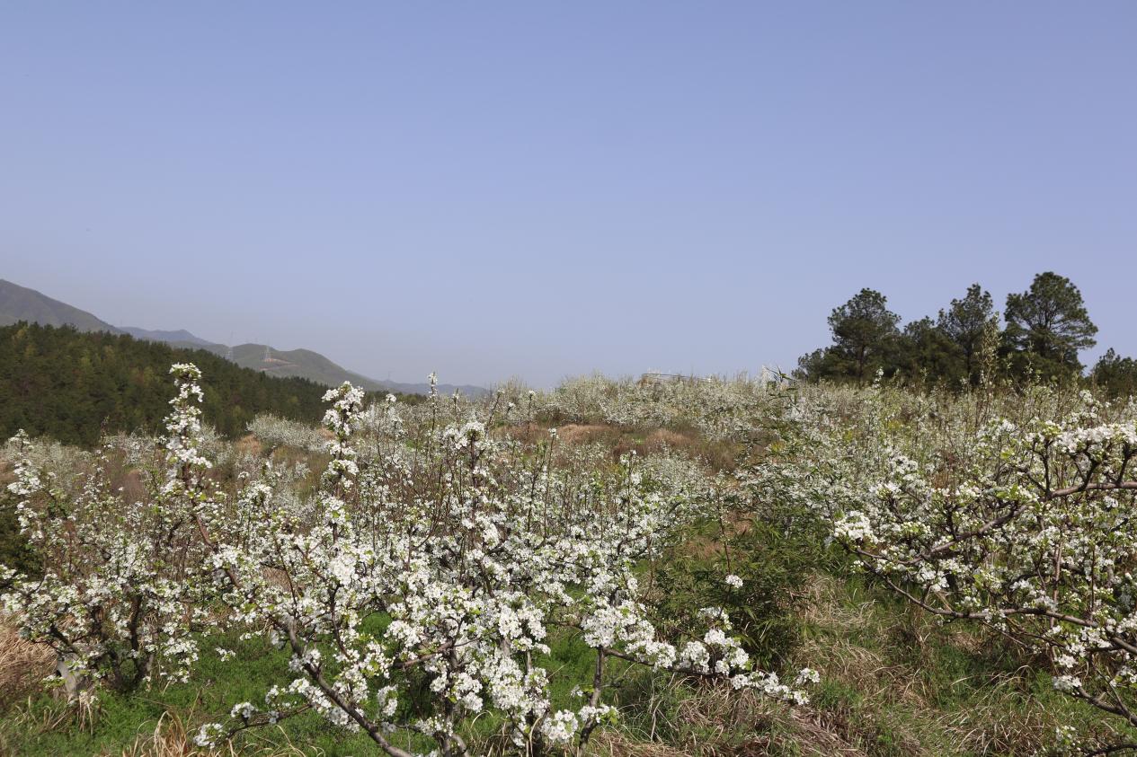 梨花盛放。刘雅霜摄