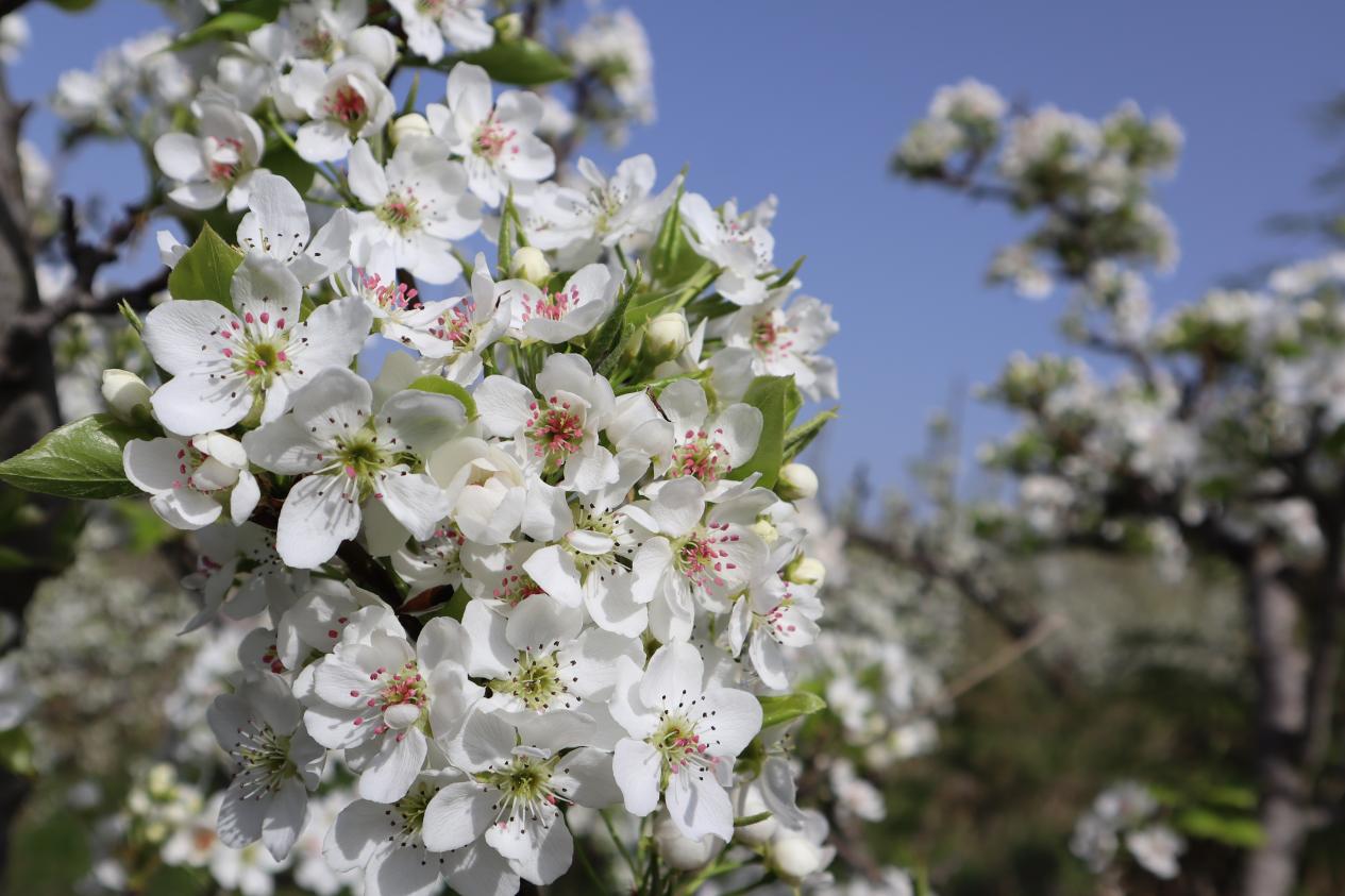 梨花盛放。刘雅霜摄