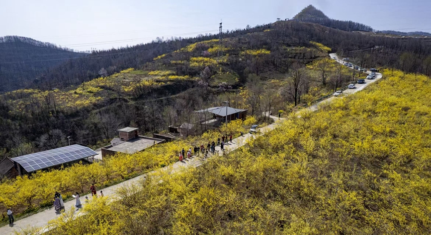 连翘花开。嵩县县委宣传部供图