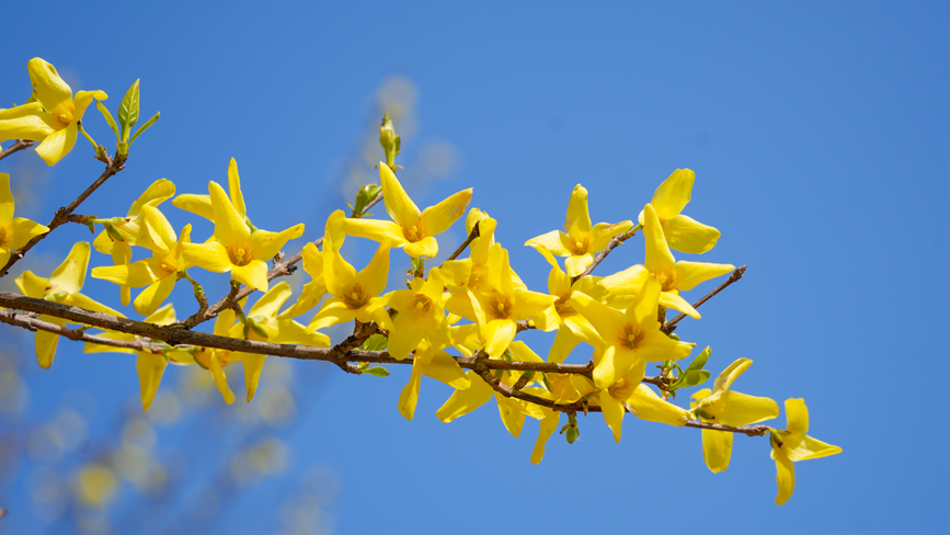 连翘花开。嵩县县委宣传部供图