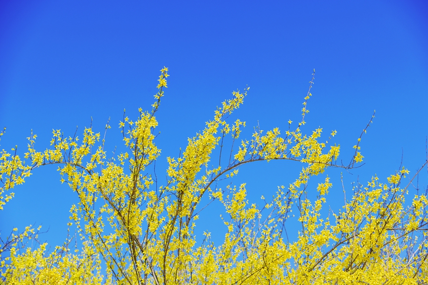 连翘花开。嵩县县委宣传部供图