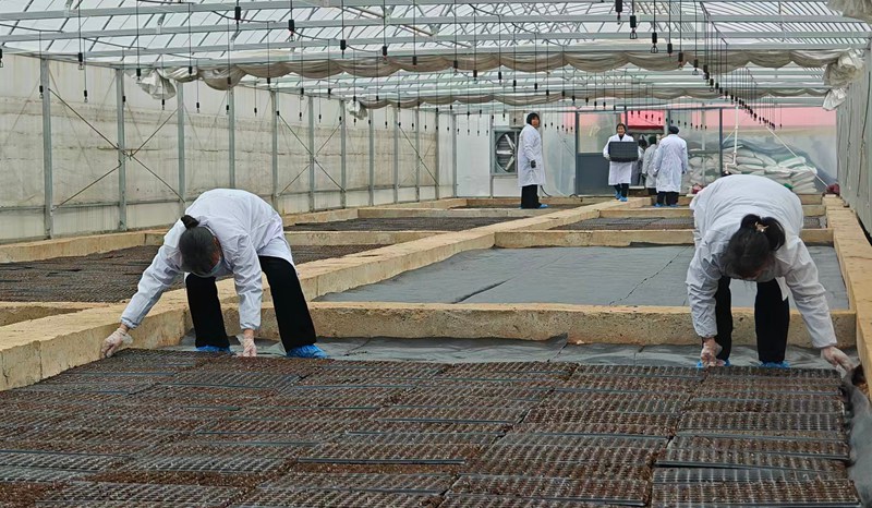  德亭烟叶工作站育苗大棚内开展覆膜作业。王少毅摄