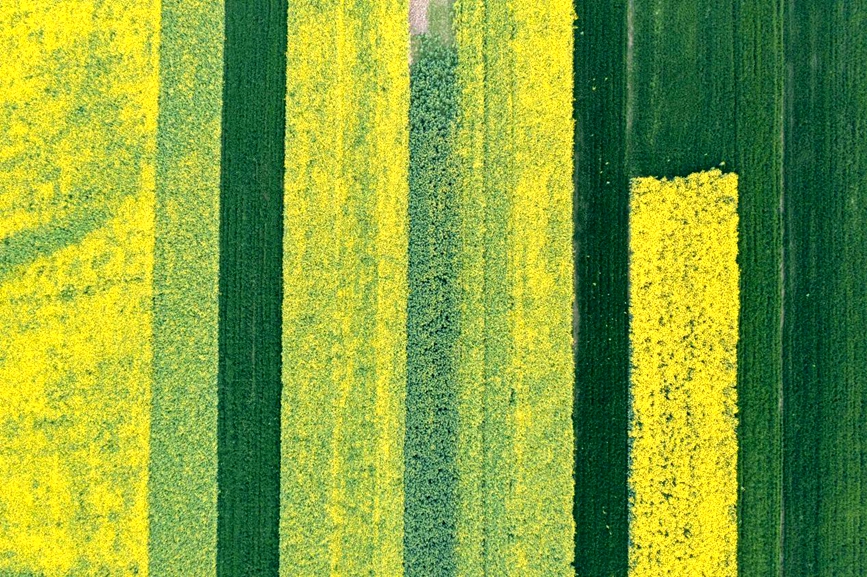 黄绿相间，美不胜收。周旭摄