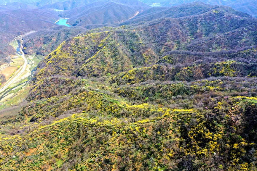 3月28日，三门峡市陕州区店子乡大山深处，13万亩野生连翘鲜花绽放。王建栋摄
