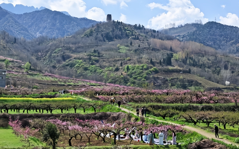 踏春赏花正当时