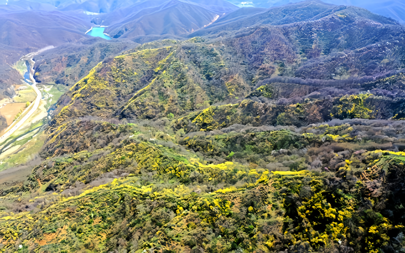 连翘花开富乡村