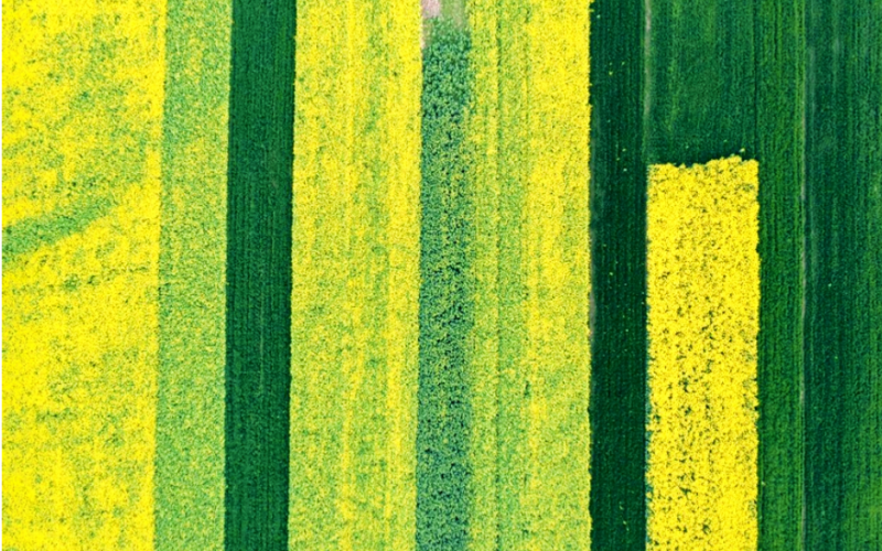 黄绿交织绘“丰”景