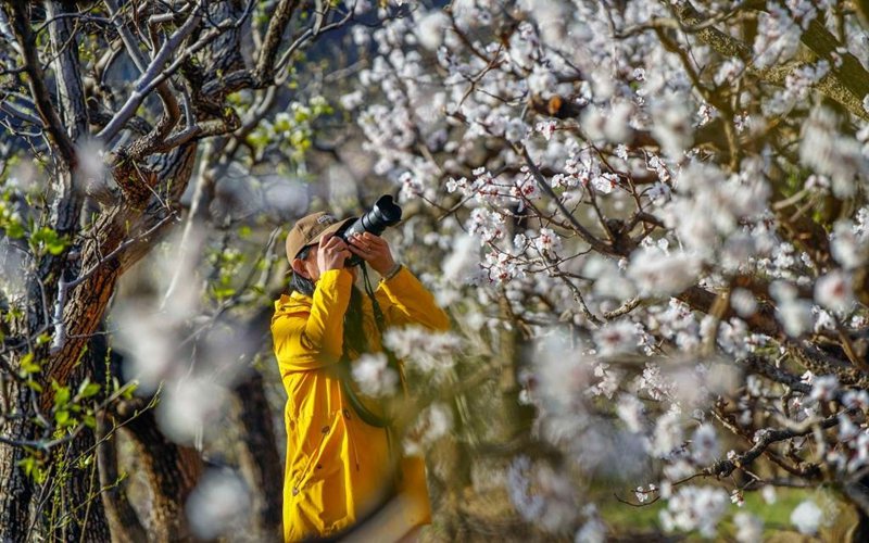 清明时节 不负花期