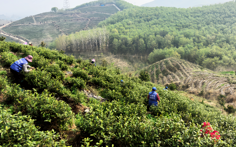 一叶茶香一方兴 茶旅融合绘新景