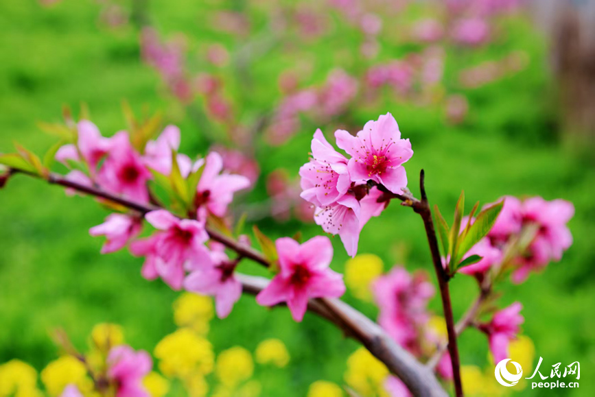 桃花盛放，枝繁色艳。人民网 程明辉摄