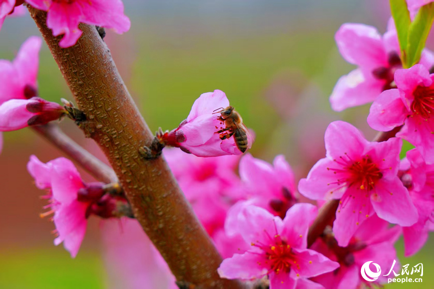 桃花盛放，枝繁色艳。人民网 程明辉摄