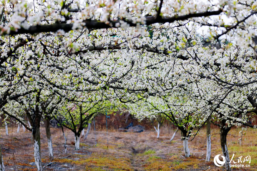 杏李花盛放。人民网程明辉摄