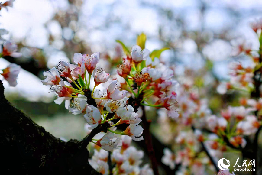 杏李花缀枝，春意盎然。人民网 程明辉摄