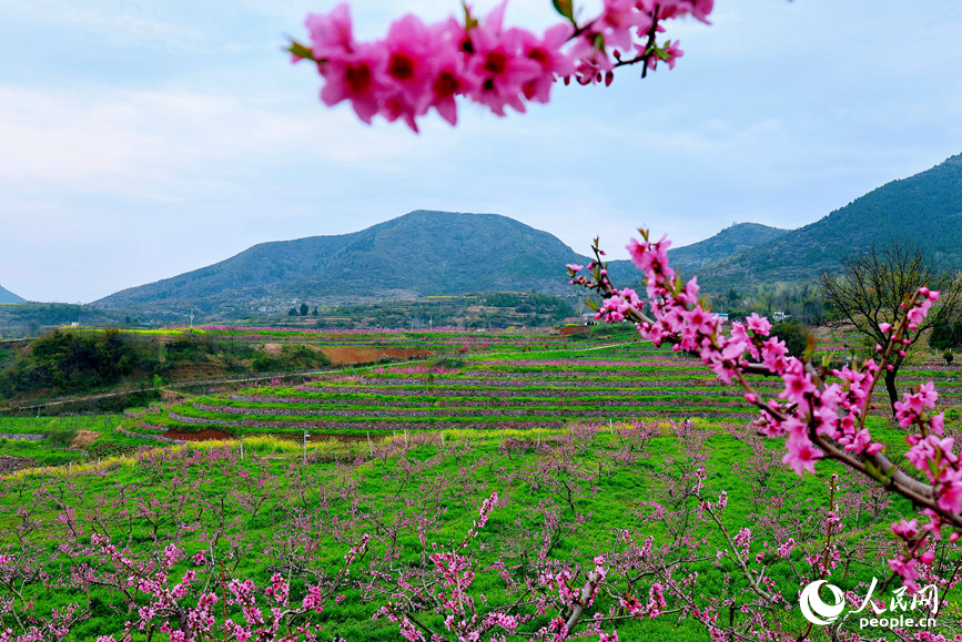 油桃基地春日盛景。卢晋荥摄