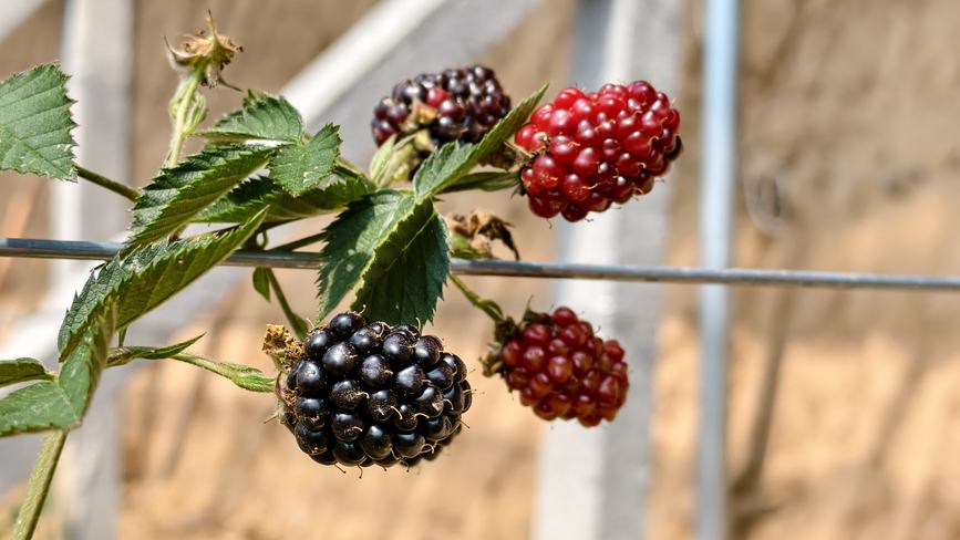 北美黑树莓已经进入挂果期。王青伟摄