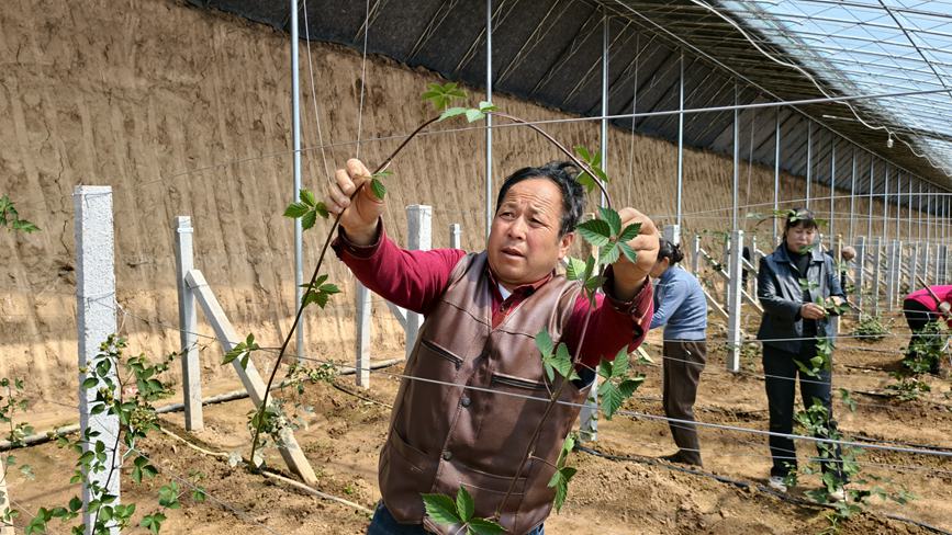 农技人员正在梳理藤蔓工作。王青伟摄