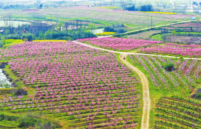春意盈村桃花美