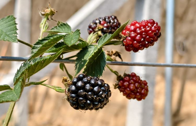 三门峡陕州区：黑树莓“种”出乡村振兴新希望