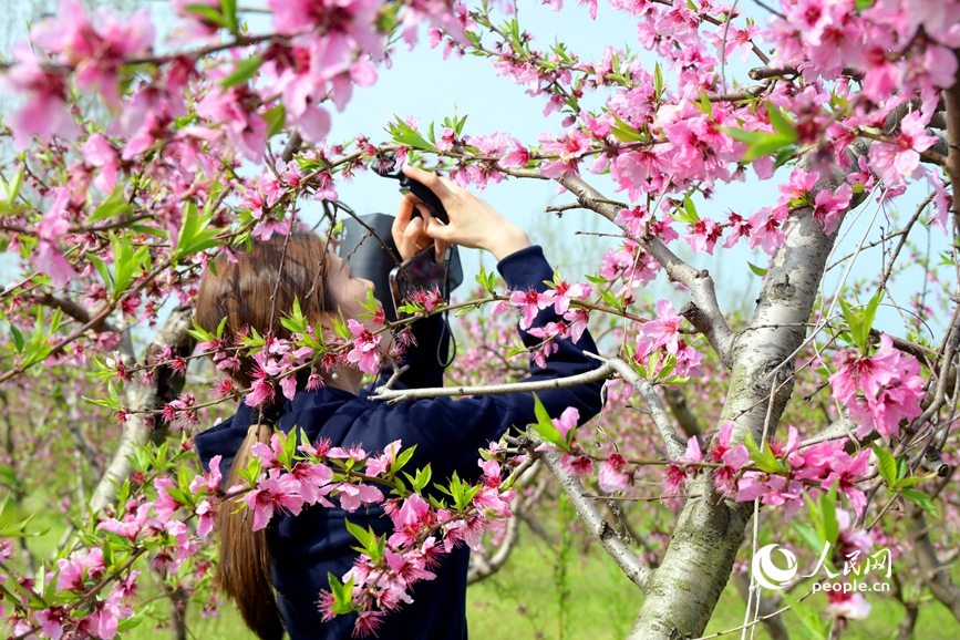 近日，南阳市社旗县乡村沃野百花盛开，吸引游客前来游玩、拍照。人民网记者 辛静摄