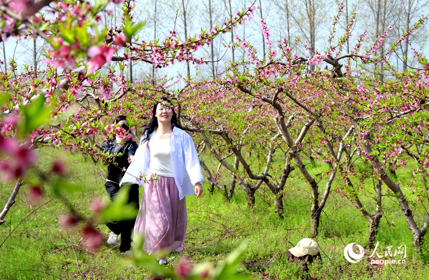 近日，南阳市社旗县乡村沃野百花盛开，吸引游客前来游玩、拍照。人民网记者 辛静摄