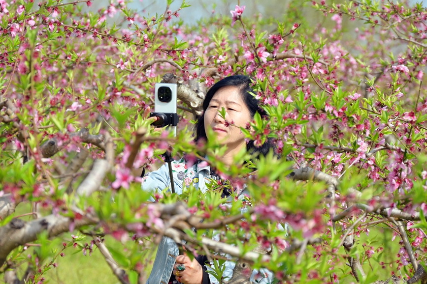 近日，南阳市社旗县乡村沃野百花盛开，吸引游客前来游玩、拍照。申鸿皓摄