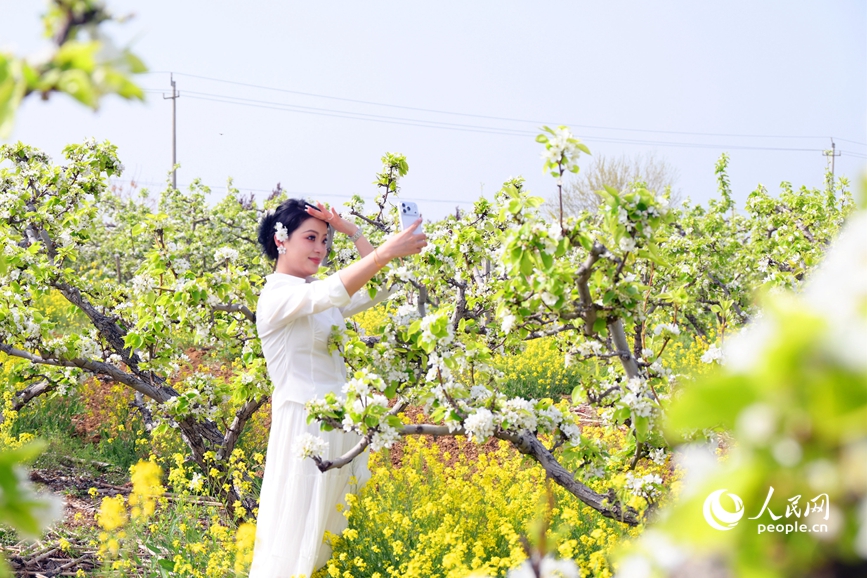 近日，南阳市社旗县乡村沃野百花盛开，到处弥漫着浓浓春意。人民网记者 辛静摄