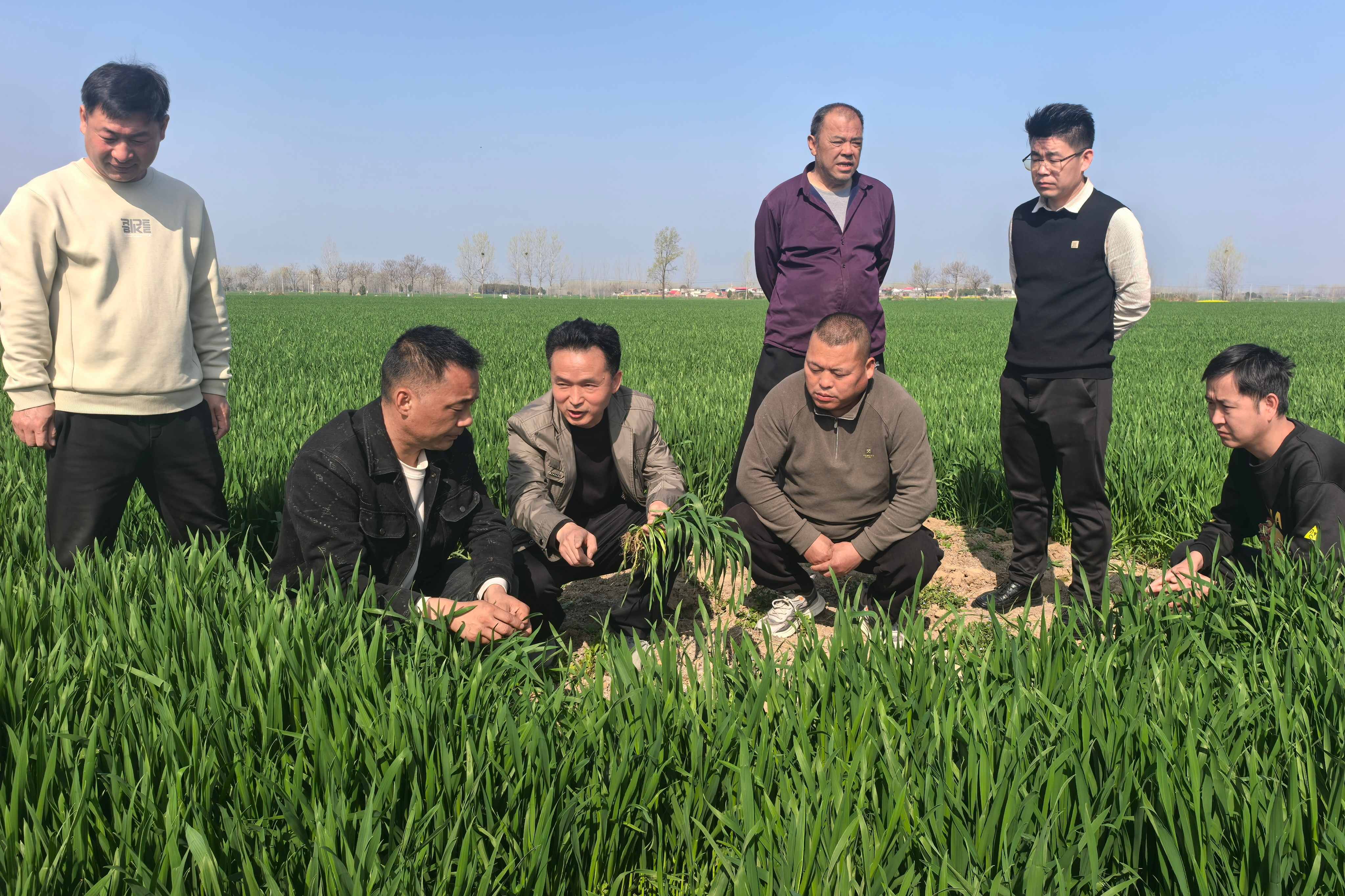 农机专家正在讲解纹枯病的典型表现。刘振方摄