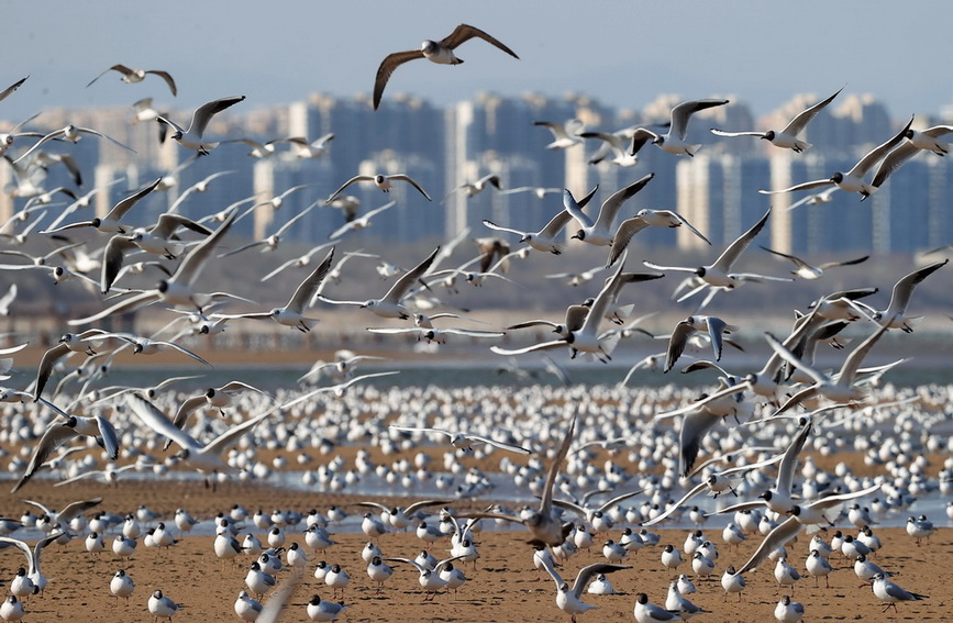 河北秦皇岛：海鸥舞翩跹