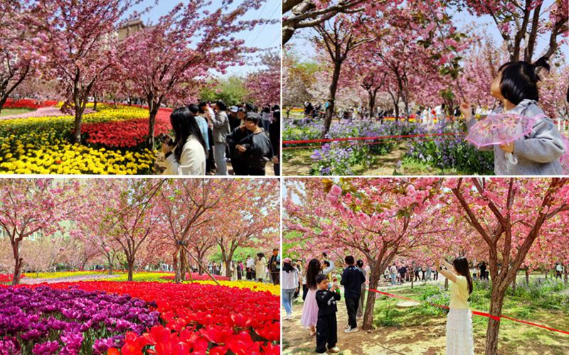 鹤城樱花盛放 文旅市场升温