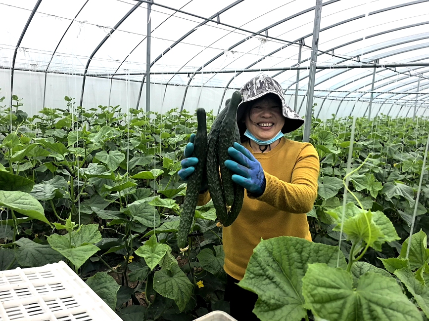 蔬菜基地丰收现场。刘振方摄