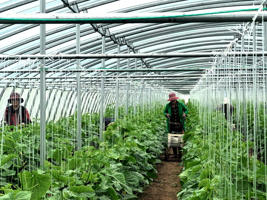 蔬菜基地丰收现场。刘振方摄