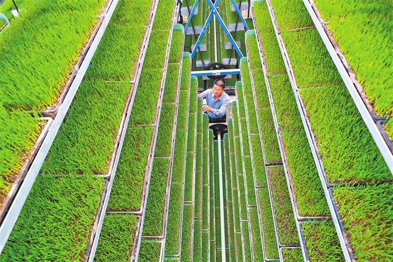 全自动智能化育秧