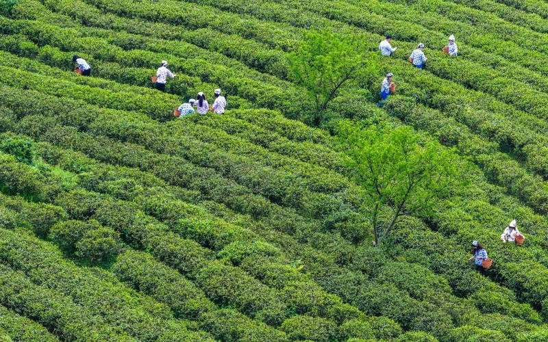 重庆丰都：千年茶乡抢春时