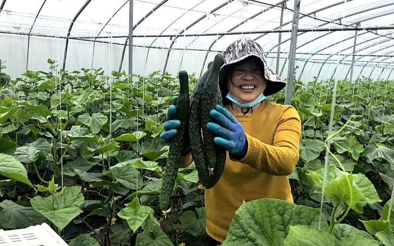 大棚黄瓜喜丰收