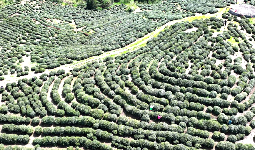 茶农正在茶山采茶。卢晋荥摄