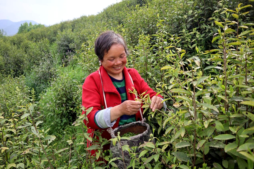 茶农正在采茶。刘雅霜摄