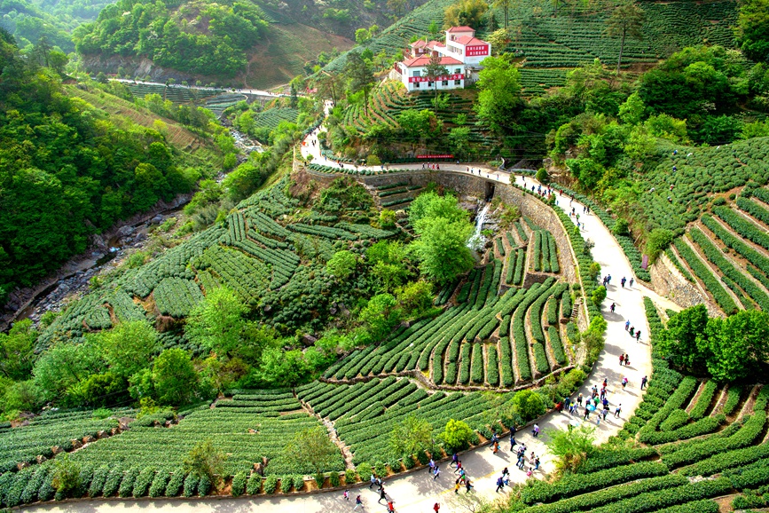 茶园里的游客络绎不绝。商城县委宣传部供图