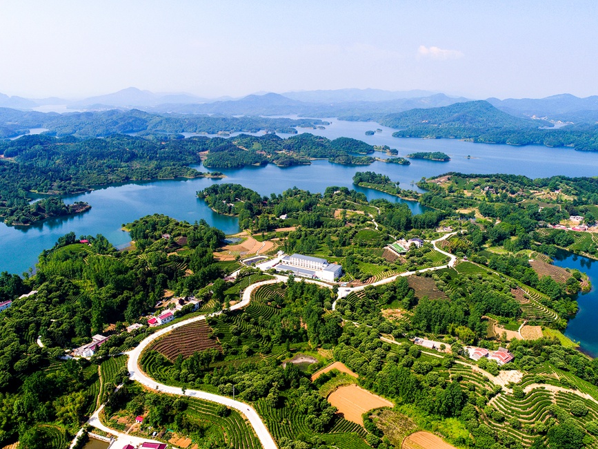 依山傍水的韩冲万亩生态茶园。商城县委宣传部供图