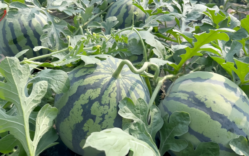 安阳滑县：瓜果飘香迎丰收