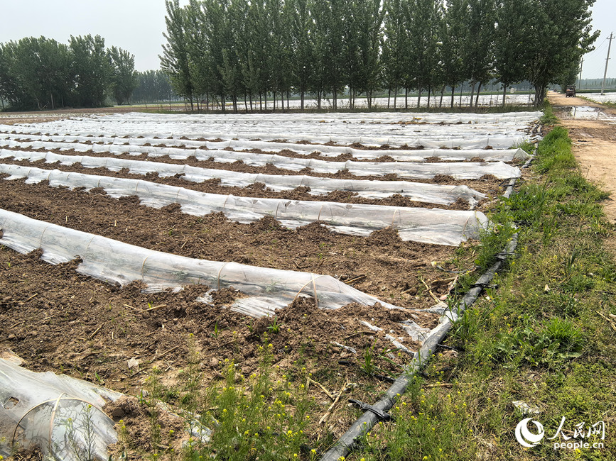 被填平的沟渠。人民网记者 于思远摄