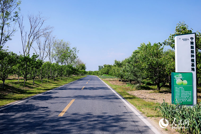 商丘市宁陵酥梨种植基地。人民网记者 王玉兴摄