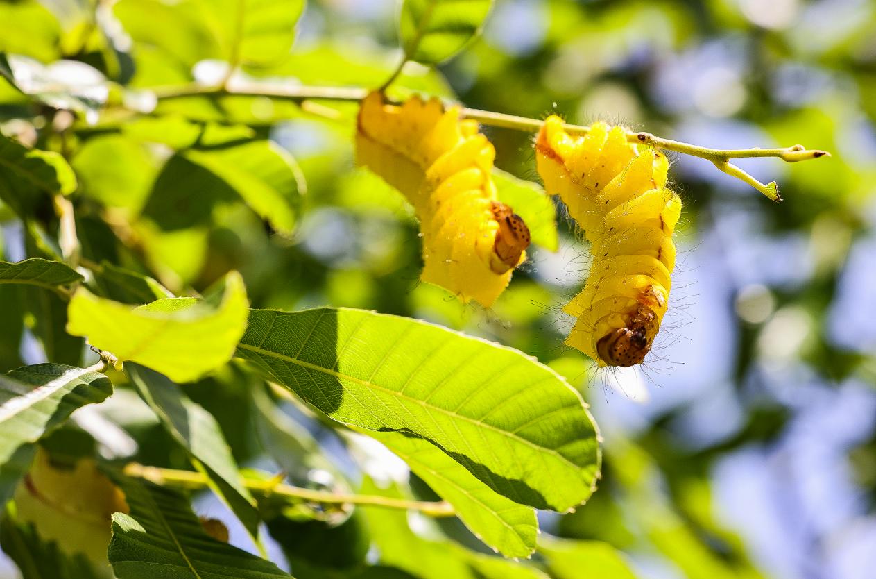 5月5日，立夏时节的蚕宝宝娇憨可爱。郭东伟摄