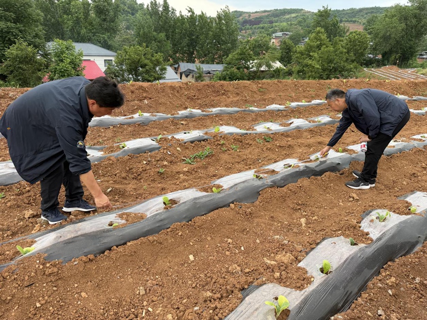 图为技术员指导移栽。邵心怡摄