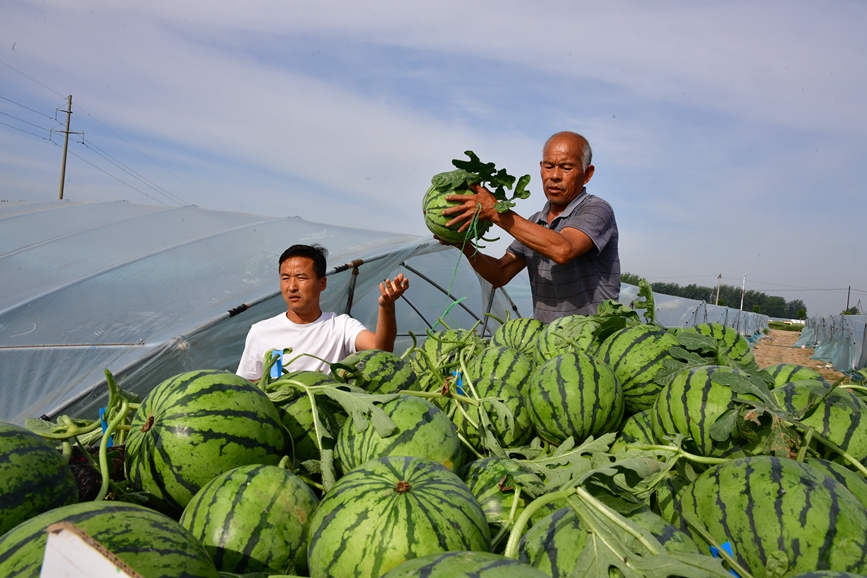 西瓜产业让当地群众实现顾家、增收两不误。夏天摄