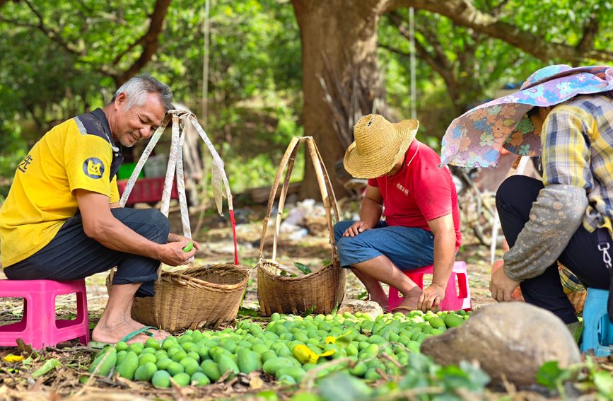 在百年芒果树上摘下一整个夏天的“甜”