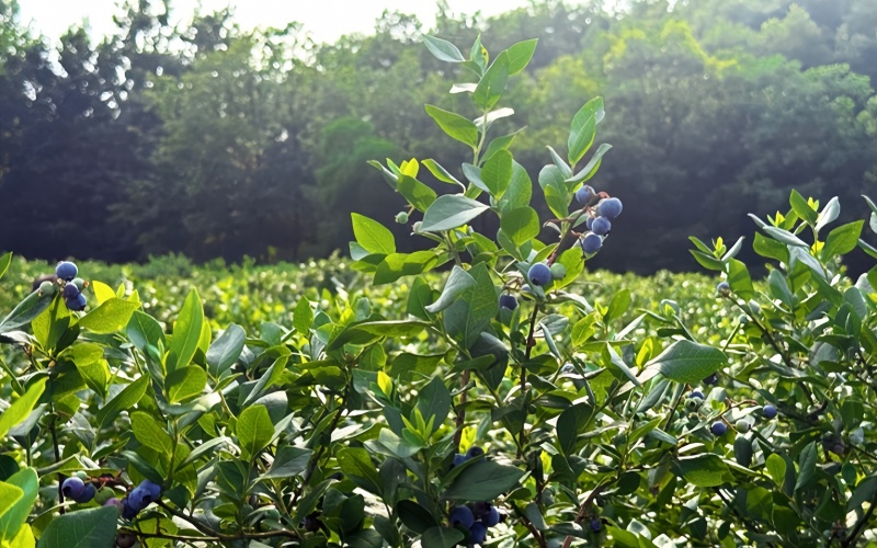 河南鲁山：特色产业赋能乡村振兴