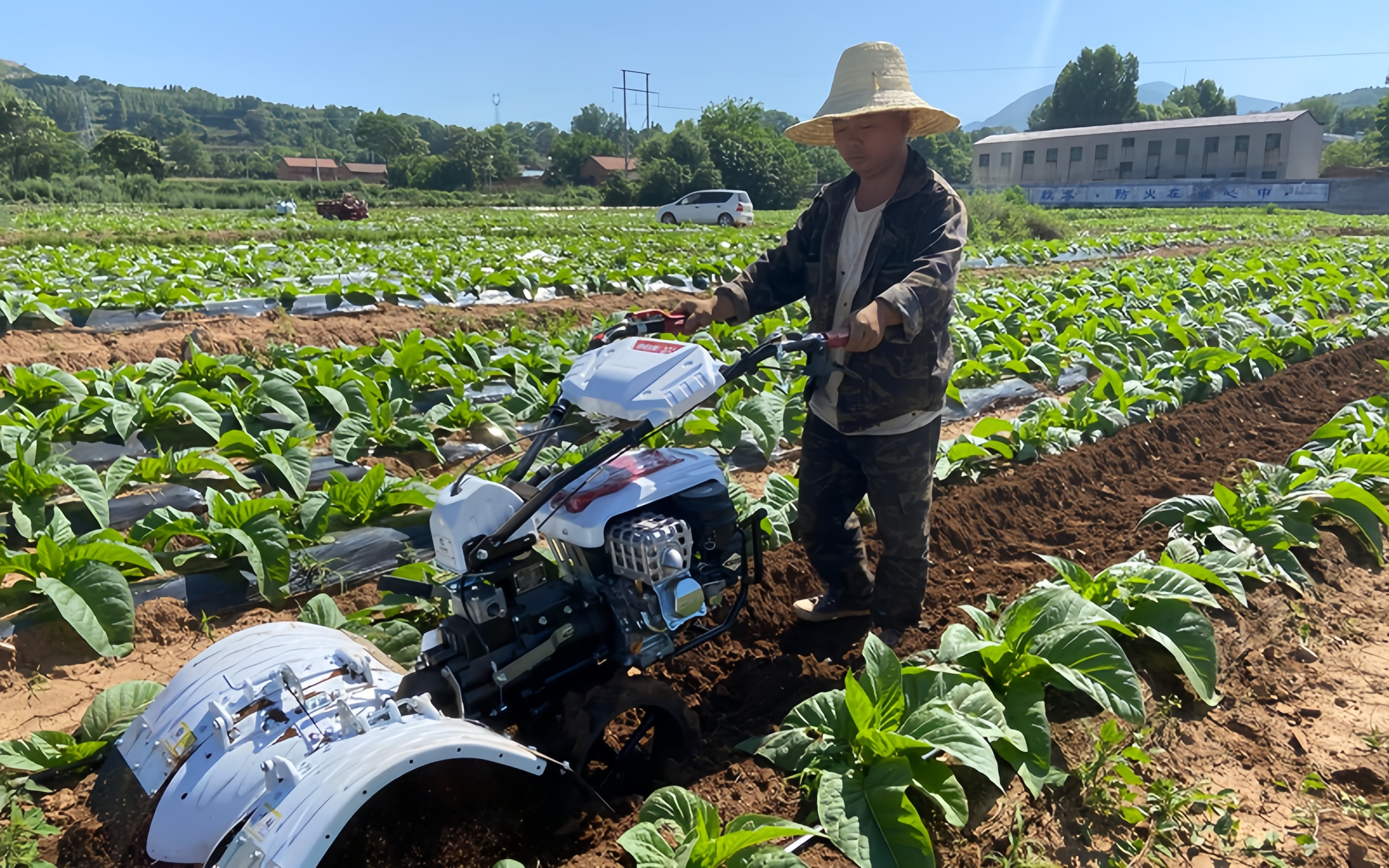河南渑池：烟田蕴希望