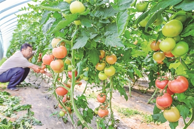 发展大棚蔬菜 助农增收致富