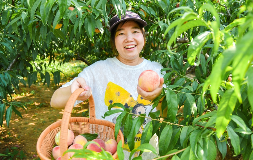 洛阳老城区：小桃果做成富民大产业